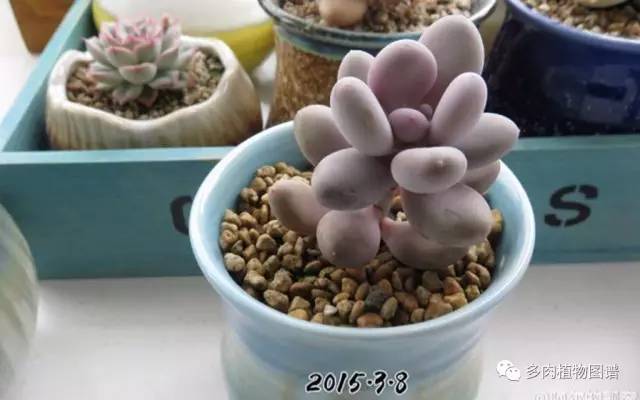 桃美人可以露养吗,桃美人可以完全泡水里养吗