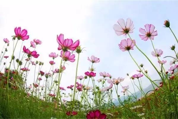 南宁格桑花,助力赢门票