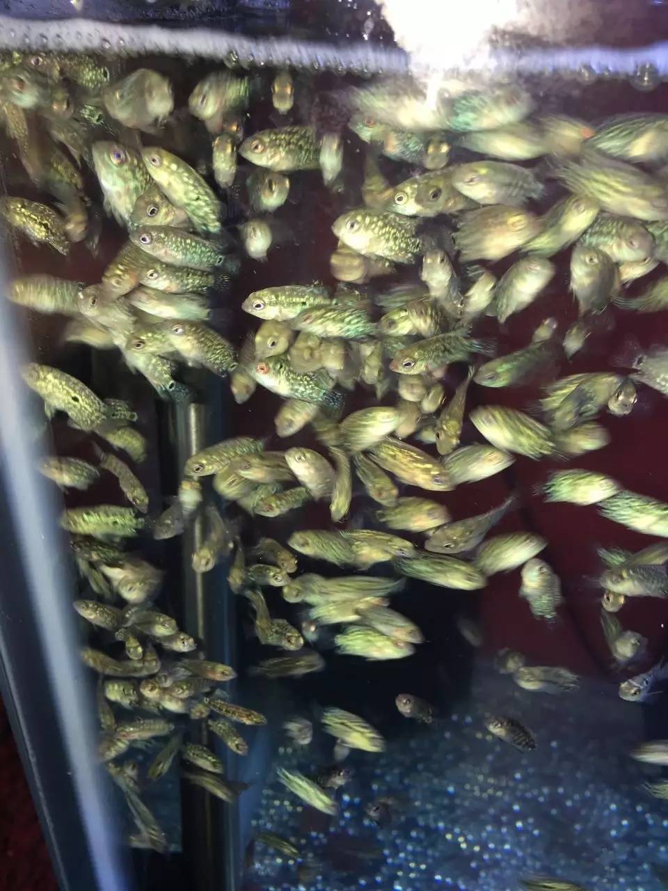 养罗非如何养得又肥又大,养螺知识