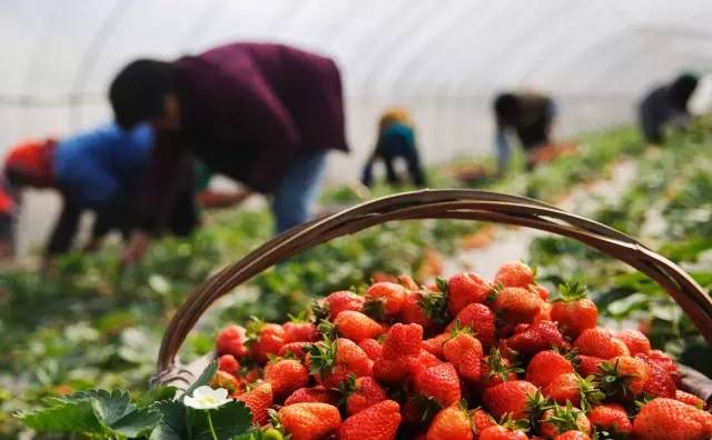 草莓采摘的地方有哪些,成都采草莓哪个地方最好