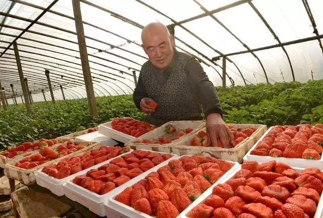 草莓采摘的地方有哪些,成都采草莓哪个地方最好