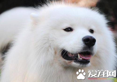 萨摩耶犬能长多么高雄性身高在21到23.5英尺