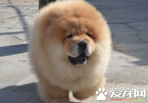 松狮犬幼犬注意些什么东西,喂养松狮犬前要做好哪些心理准备