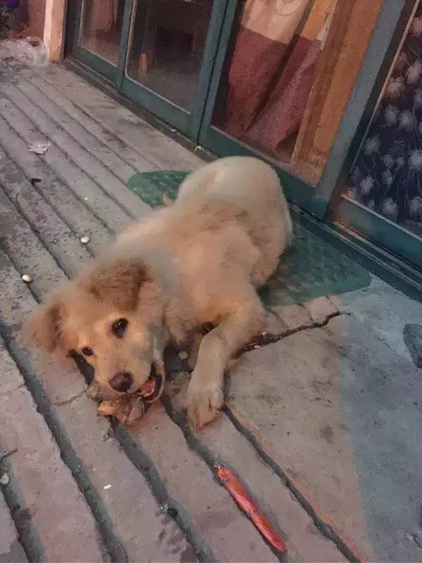 怕了24年的狗狗,却遇见了改变她一生的狗狗