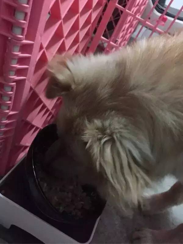 怕了24年的狗狗,却遇见了改变她一生的狗狗