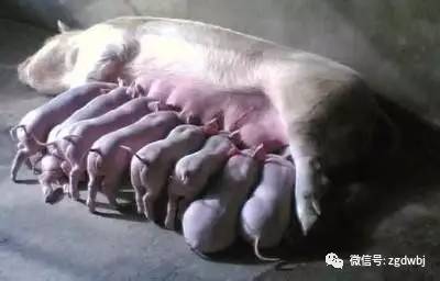 中医产后散寒药,母猪产后热不吃食