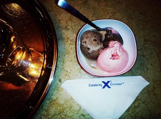 精致邮轮攻略,精致邮轮视频