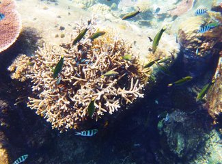 热浪岛当地旅游团,热浪岛浪中岛双岛游