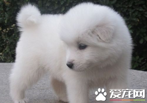 萨摩耶犬能长多么高雄性身高在21到23.5英尺