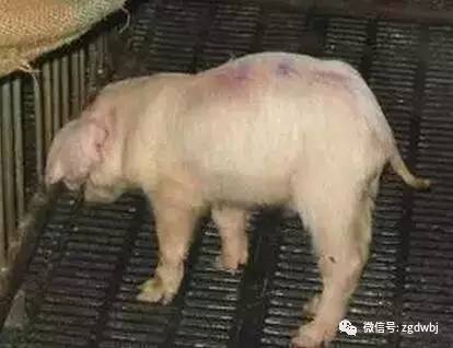 猪大肠杆菌防治,育肥猪大肠杆菌病怎么治疗