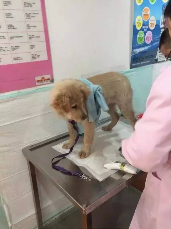 怕了24年的狗狗,却遇见了改变她一生的狗狗