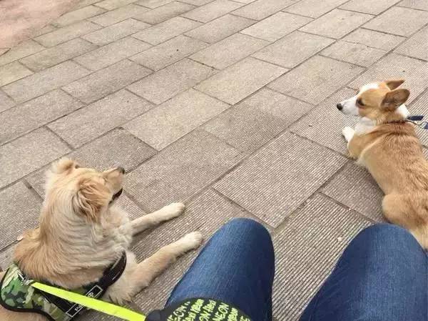 怕了24年的狗狗,却遇见了改变她一生的狗狗