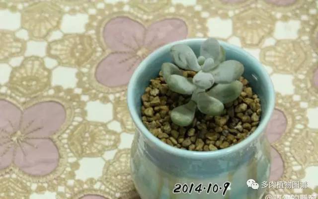 桃美人可以露养吗,桃美人可以完全泡水里养吗