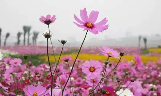 南宁格桑花,助力赢门票