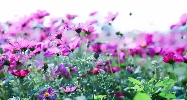 南宁格桑花,助力赢门票