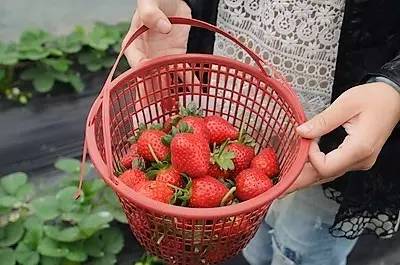 草莓采摘的地方有哪些,成都采草莓哪个地方最好