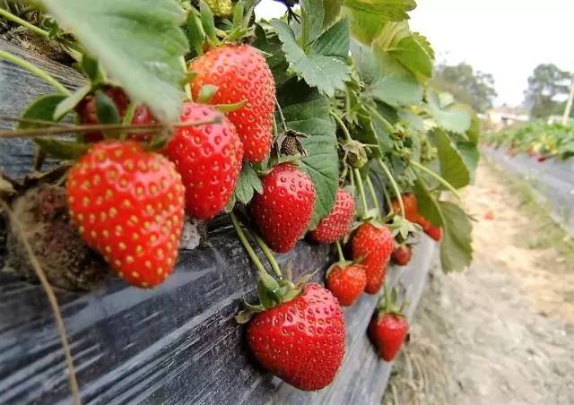 草莓采摘的地方有哪些,成都采草莓哪个地方最好