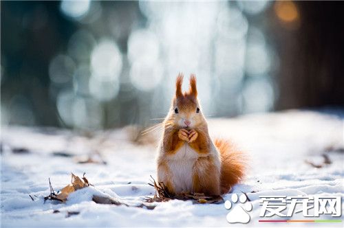 雪地松鼠寿命多长,雪地松鼠的寿命最长能活多少年呢