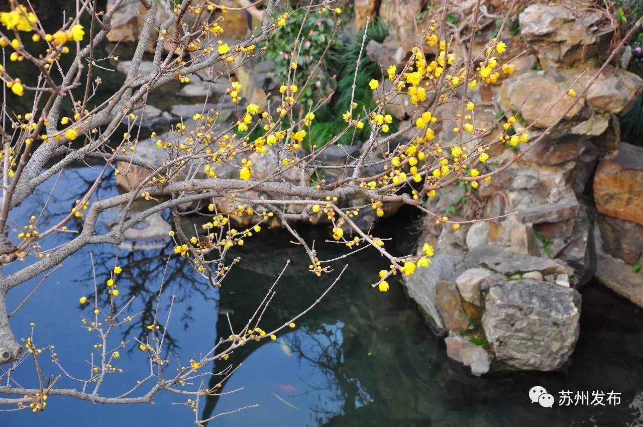 网师园里访腊梅：香密染成宫样黄……