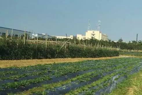 中山南区摘草莓,吐血整理10城33个市集