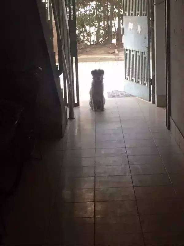 怕了24年的狗狗,却遇见了改变她一生的狗狗