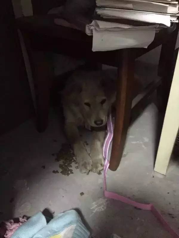 怕了24年的狗狗,却遇见了改变她一生的狗狗