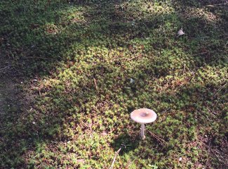 盛世公主号邮轮五日行程安排,千禧号豪华游轮图片