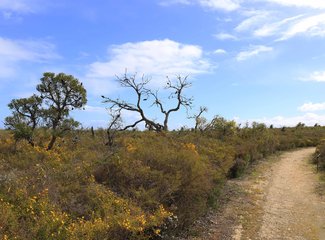 西澳珊瑚海岸3700公里自驾：卡尔巴里-猴子米娅-珊瑚湾-宁加洛珊瑚礁！