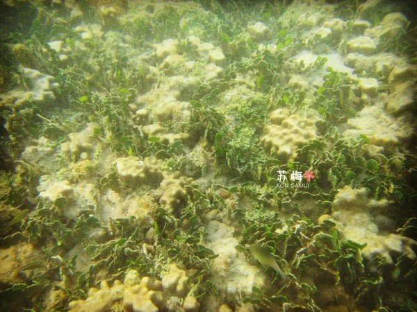 难忘蜜月结局,苏梅岛蜜月旅行