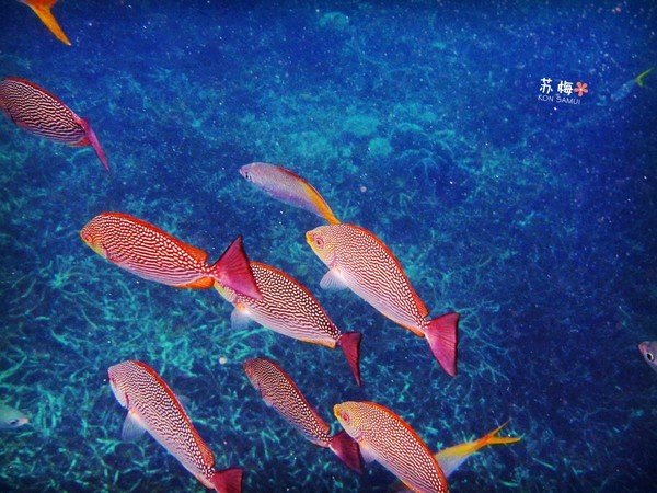 难忘蜜月结局,苏梅岛蜜月旅行