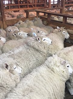 新西兰南岛11天自驾游攻略,新西兰北岛自驾游15天攻略