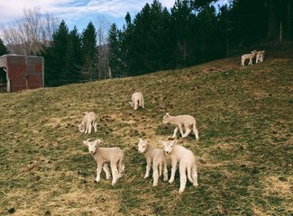 新西兰南岛11天自驾游攻略,新西兰北岛自驾游15天攻略