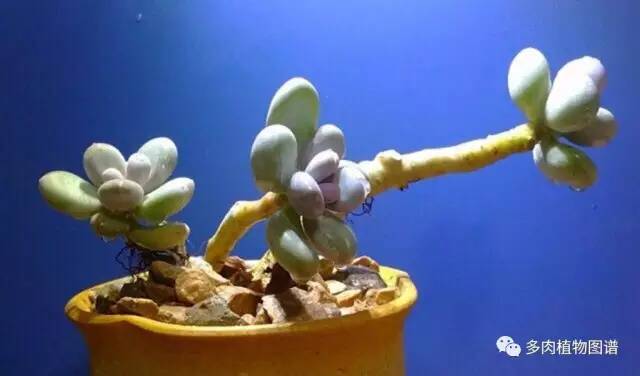 桃美人可以露养吗,桃美人可以完全泡水里养吗