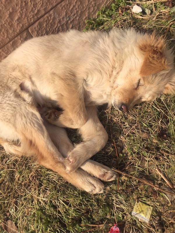 怕了24年的狗狗,却遇见了改变她一生的狗狗