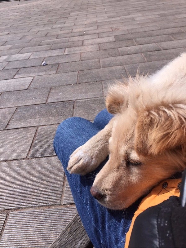 怕了24年的狗狗,却遇见了改变她一生的狗狗