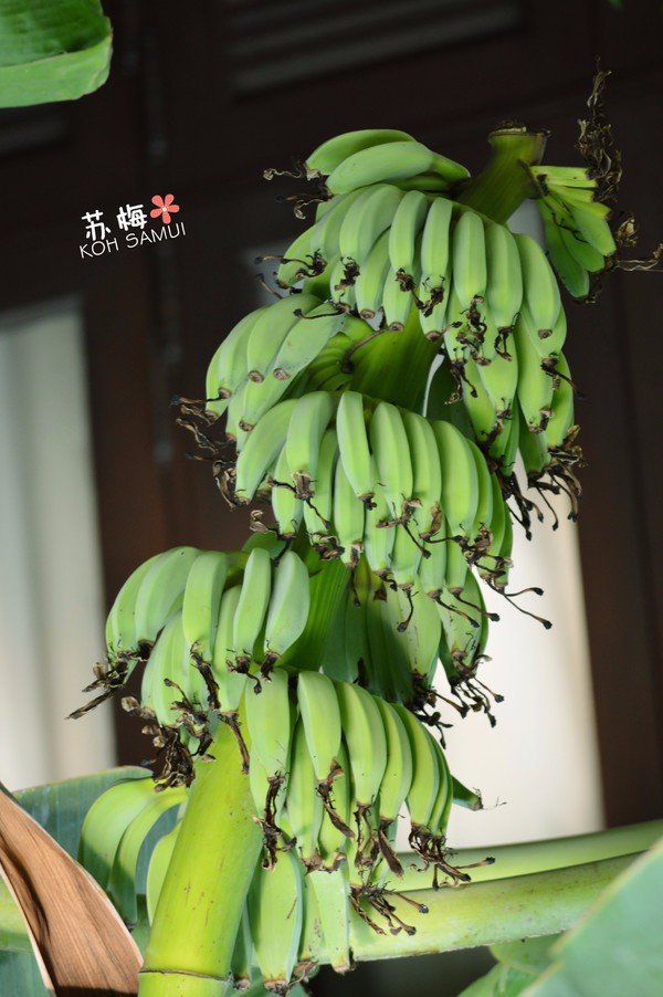 难忘蜜月结局,苏梅岛蜜月旅行