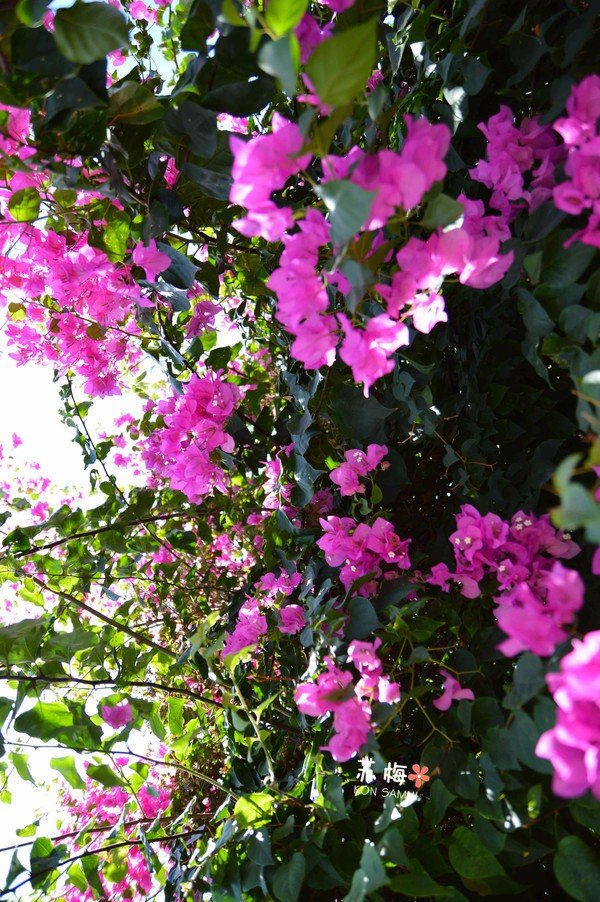 难忘蜜月结局,苏梅岛蜜月旅行