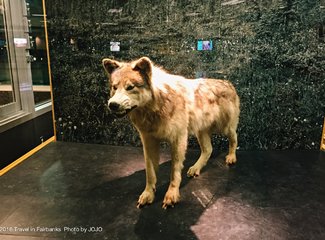 费尔班克斯极光旅游攻略,费尔班克斯自由行攻略