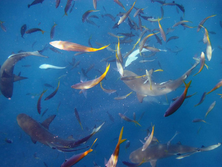 帕劳怎么玩,我来教你怎么玩打野