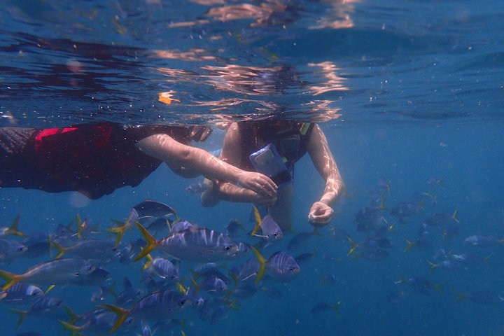 帕劳怎么玩,我来教你怎么玩打野