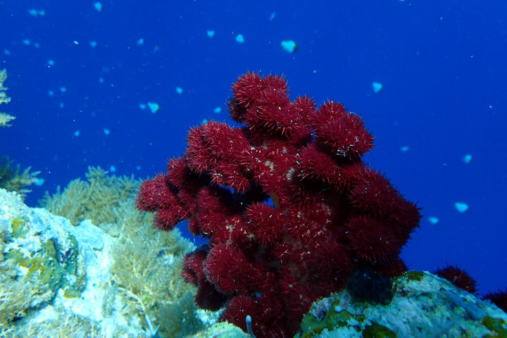 帕劳怎么玩,我来教你怎么玩打野