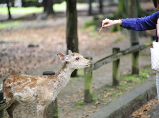 东京京都奈良大阪,东京大阪京都奈良路线