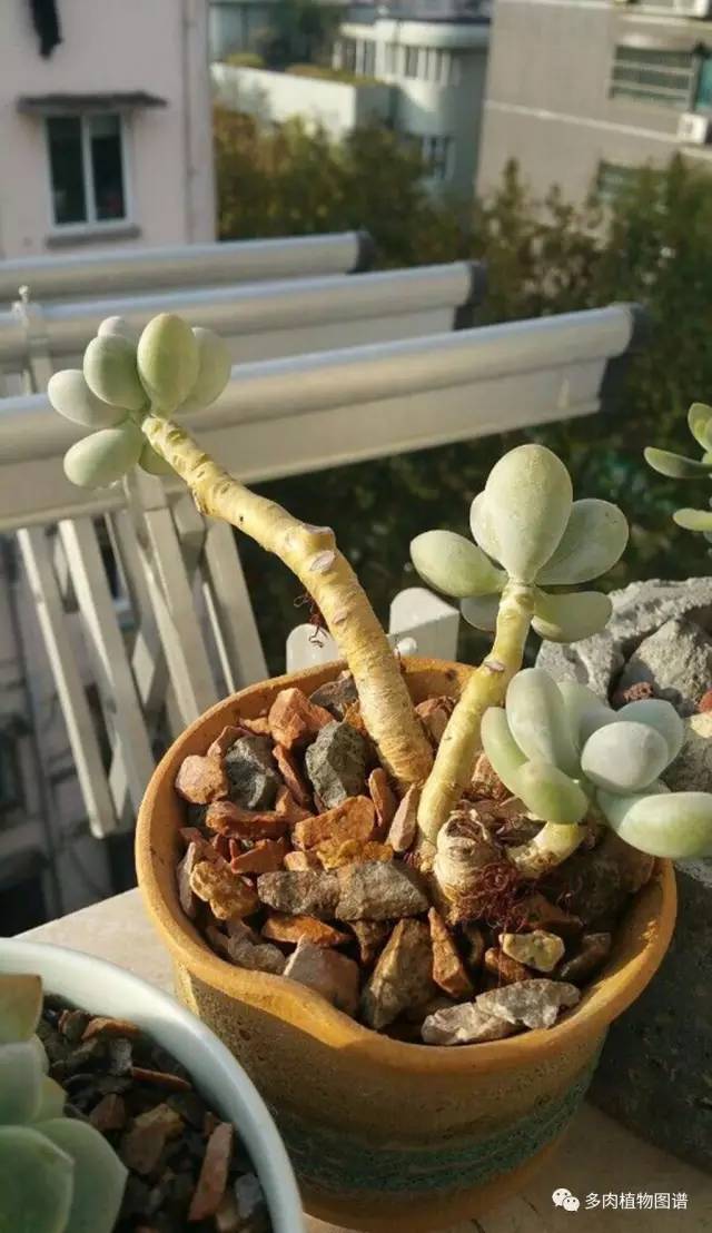 桃美人可以露养吗,桃美人可以完全泡水里养吗