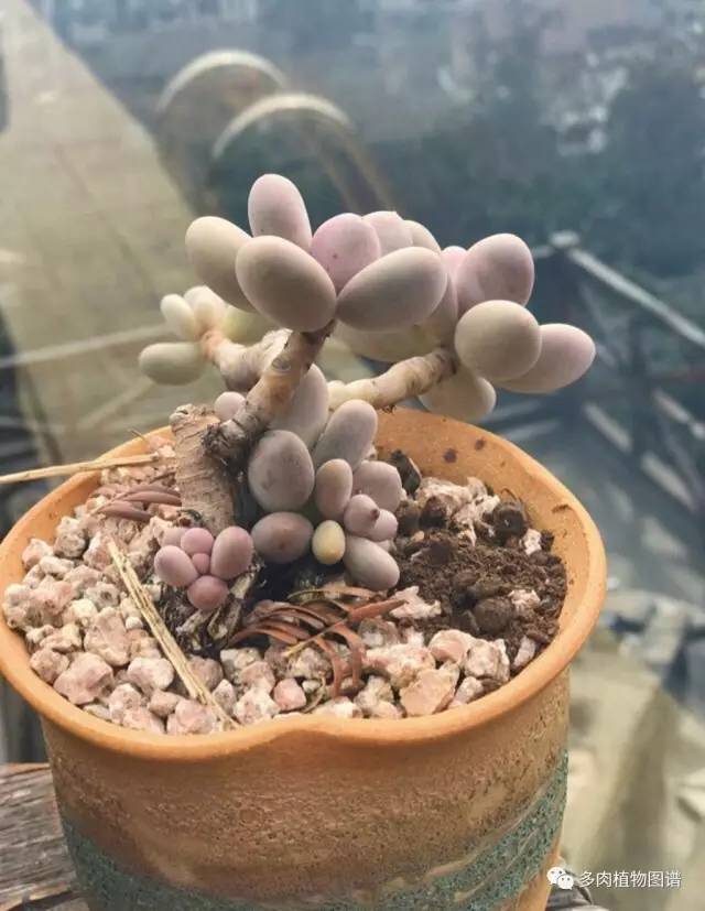 桃美人可以露养吗,桃美人可以完全泡水里养吗