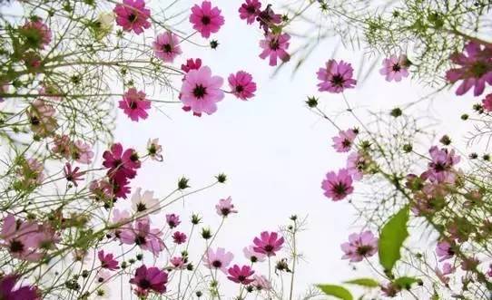 南宁格桑花,助力赢门票