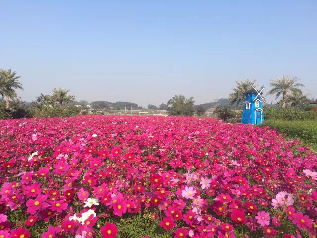 南宁格桑花,助力赢门票