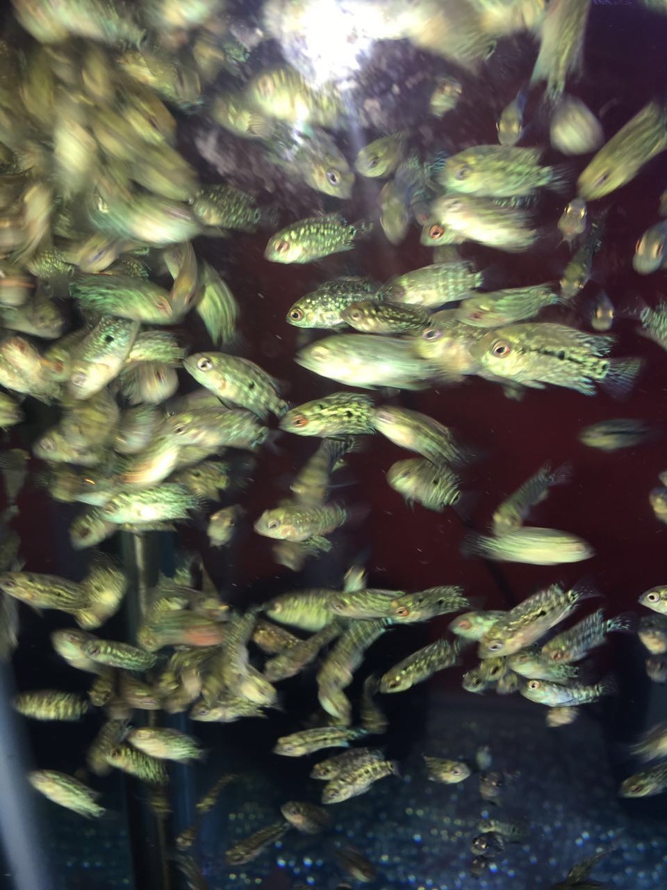 养罗非如何养得又肥又大,养螺知识