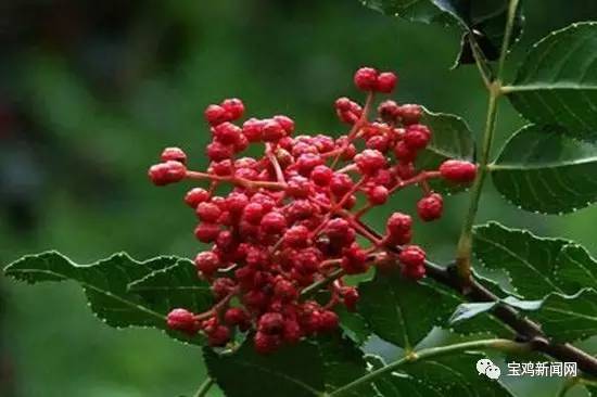 12月29日新闻摘要,12月19日新闻简短摘抄