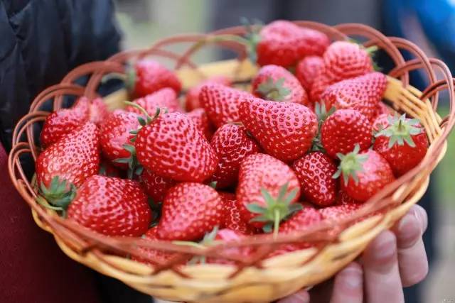 草莓采摘的地方有哪些,成都采草莓哪个地方最好