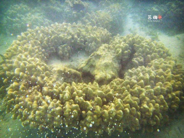 难忘蜜月结局,苏梅岛蜜月旅行